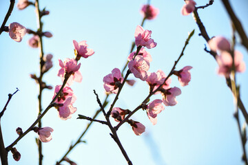Fototapeta na wymiar Blooming peach in the spring garden. Gardening. Lovely pink flowers.
