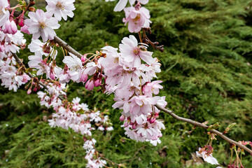 pink and white cherry flowers on green background