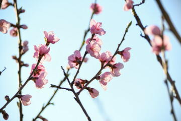 Fototapeta na wymiar Blooming peach in the spring garden. Gardening. Lovely pink flowers.