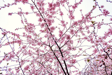 pink cherry blossom in the sky