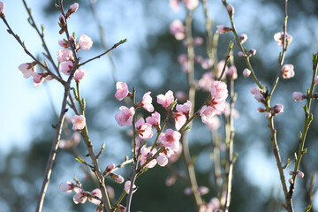 Blooming peach in the spring garden. Gardening. Lovely pink flowers.