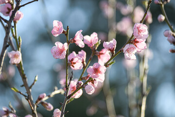 Blooming peach in the spring garden. Gardening. Lovely pink flowers.