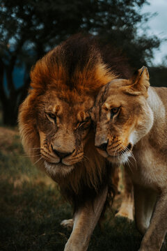 lion and lioness cuddling 