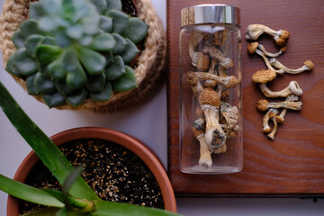 Dry Psilocybe Cubensis mushrooms in a glass jar on a wooden board surrounded by indoor plants. Life style microdosing concept.