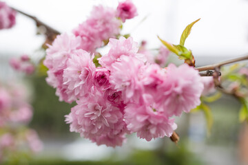 Prunus Asano (Japanese Cherry) blossom flowers