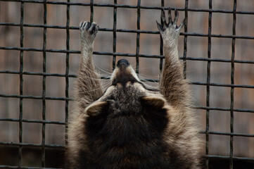 racoon in the cage