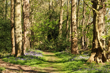 Fototapeta premium Bluebells under tall trees beside a footpath in English woods, with shadows from the bright sunshine in Spring