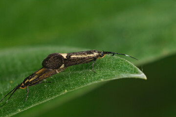 Closeup on copulation of a small but colorful Sulphur Tubic moth, Esperia sulphurella