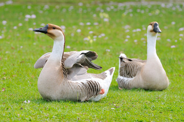 Schwanengans am Ammersee in Bayern