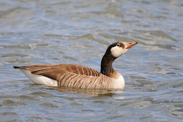 Kanadagans Hybridgans in Bayern