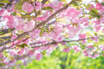 Fototapeta premium 満開の里桜