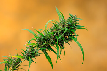 Cannabis Flowers