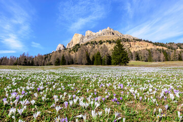 Meadow with crosus flowers against the Rosengarten group in the Dolomites, South Tyrol, Italy - obrazy, fototapety, plakaty