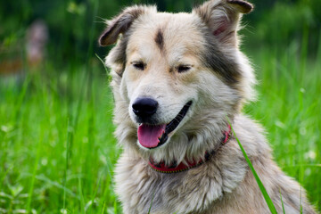 A beautiful dog and green background