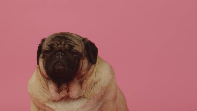Cute pug sits and looking at camera. Adorable dog looking at camera while sits and resting on bright pink background