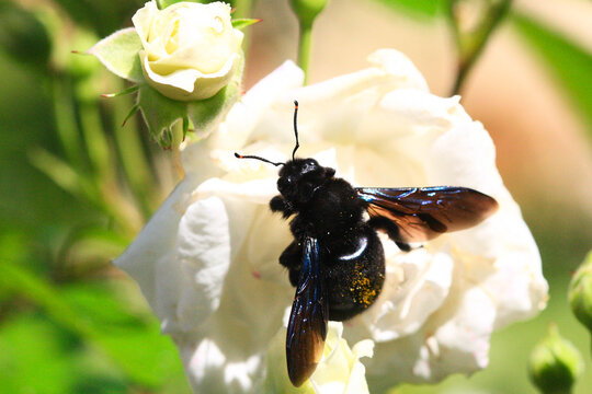 xylocope violet (xylocopa violacea) en train de butiner une rose blanche (fleur blanche)