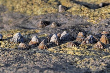 Chapeaux chinois sur un rocher