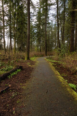 Scenic Walking Trail Path in the green woods. Suburban City Park in Fraser Heights, Surrey, Vancouver, British Columbia, Canada. Spring Season.