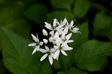 Bärlauchblüte mit Ameisen