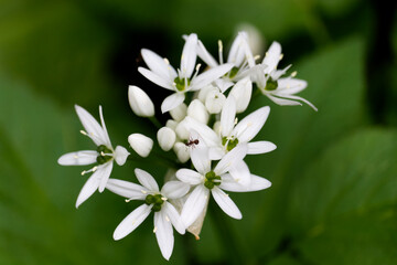 Bärlauchblüte mit Ameise