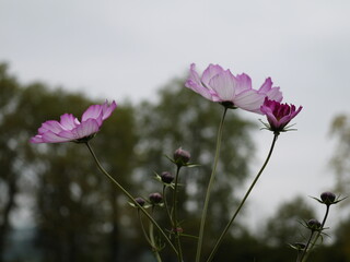 Lila blühende Blumenwiese