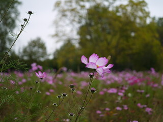 Lila bl&uuml;hende Blumenwiese