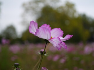 Lila bl&uuml;hende Blumenwiese