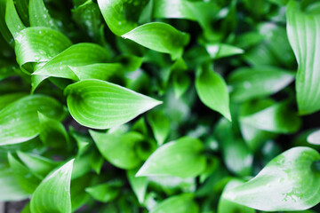 Obraz premium green leaves as nature background . top view , soft focus