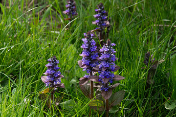 Kriechender G&uuml;nsel in Wiese