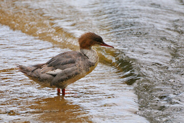 Gänsesäger Weibchen am Ammersee