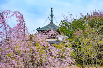 清凉寺（嵯峨釈迦堂）仁王門と多宝塔と桜