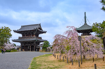 Naklejka premium 清凉寺（嵯峨釈迦堂）仁王門と多宝塔と桜
