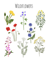 Wild flowers set. Botanical set of field and meadow herbs with leaf. Botanical flat vector illustration of gentle summer flora isolated on white background.