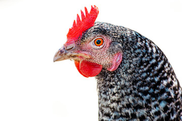 close up of a chicken. Chicken isolated on white. Plymouth Rock Hen Head Portrait