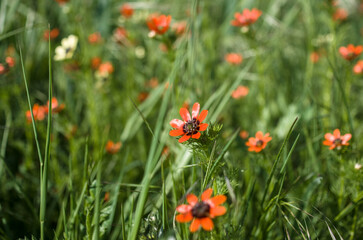red poppy flowers in field