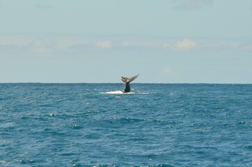 Fototapeta na wymiar baleia 3