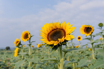 Fototapeta premium Wonderful panoramic view field of sunflowers