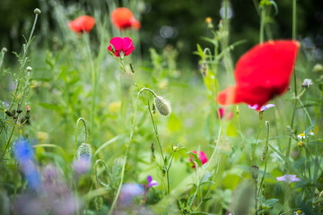 poppies in the field