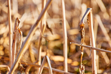 Feld, Ackerbau, Natur, Trockenheit, Herbst.