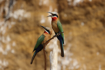White-fronted Bee-eater, South Africa