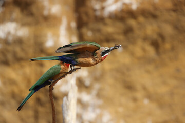 White-fronted Bee-eater in flight, South Africa