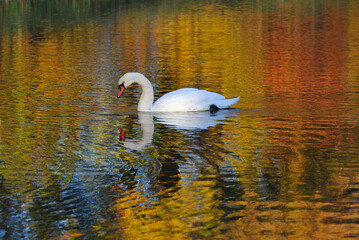 Höckerschwan im Herbst