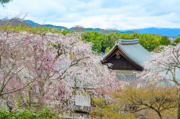 京都嵐山 天龍寺と枝垂桜