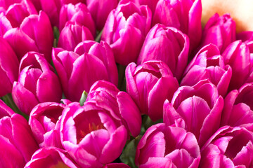 Obraz premium pink Tulip varieties Barcelona close-up. fresh bouquet of tulip buds. Close-up petals. selective focus. High quality photo
