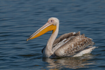 Beautiful Pink Pelican (Pelecanus onocrotalus)  Rare bird species