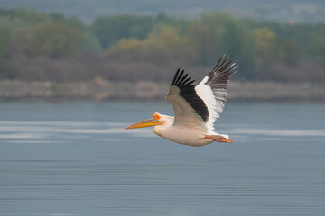 Beautiful Pink Pelican (Pelecanus onocrotalus)  Rare bird species