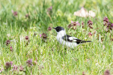 Collared Flycatcher bird (Ficedula albicollis) Singing Bird