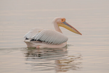 Beautiful Pink Pelican (Pelecanus onocrotalus)  Rare bird species