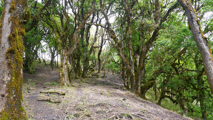 Rear view of a group of hikers in the forest at Mount Mtelo, West Pokot, Kenya