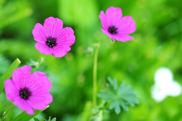 Fototapeta premium OLYMPUS DIGITAL CAMERA